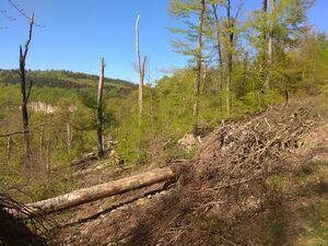 Unser Wald in Schlangenbad - 2020